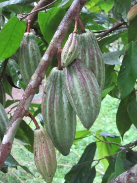 Fruit de cacao
