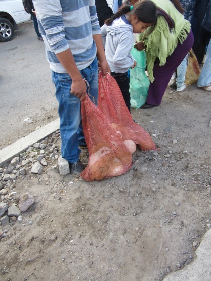 Cuy (cochon d'Inde)